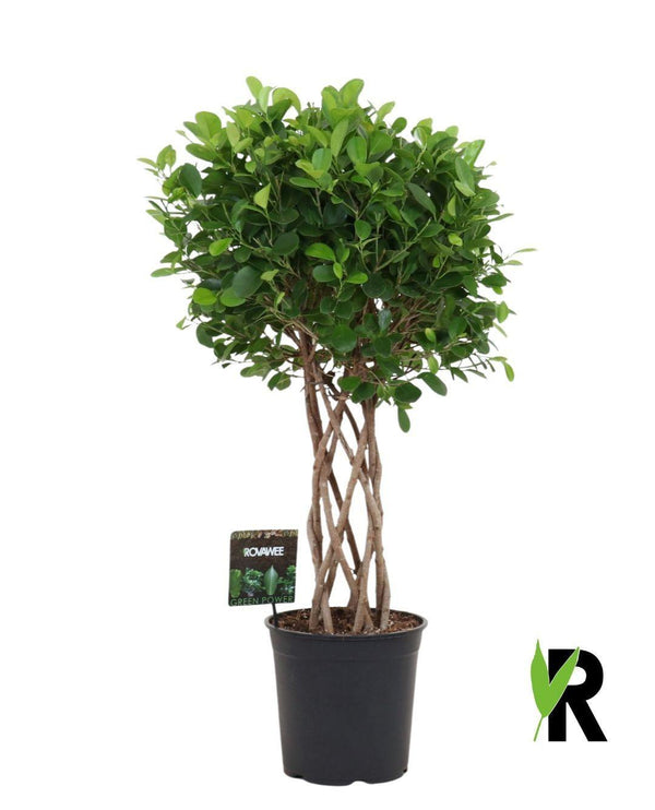 Vijgenboom - Ficus Moclame gevlochten cilinder - ↕120cm