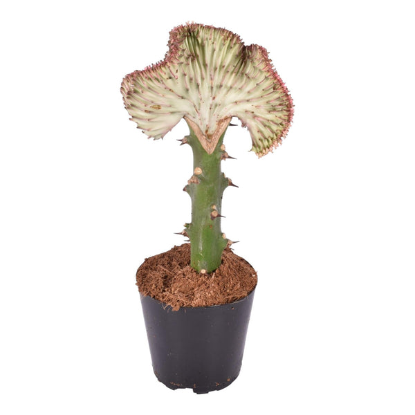 Wolfsmelk - Euphorbia lactea Cristata rood - Ø12cm - ↕35cm