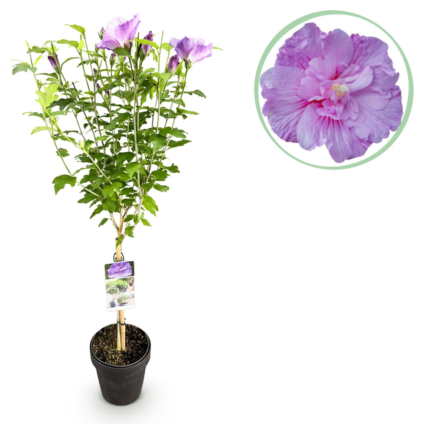 Hibiscus op stam - Hibiscus syriacus 'Lavender Chiffon' - lavendel - Ø19cm - ↕90cm