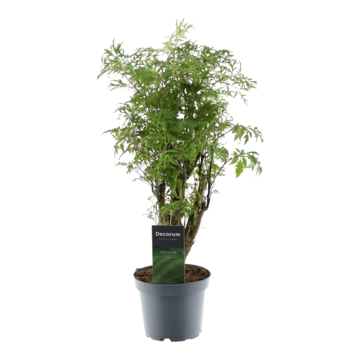 Polyscias Hawaiiana Ming - Ø12cm - ↕45cm