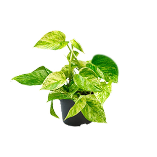 Pothos - Epipremnum aureum 'Marble Queen' - Ø15cm - ↕25cm