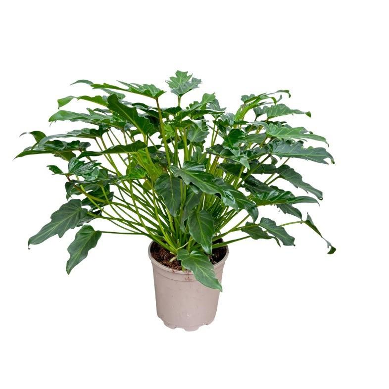 Philodendron Xanadu - ↕70cm