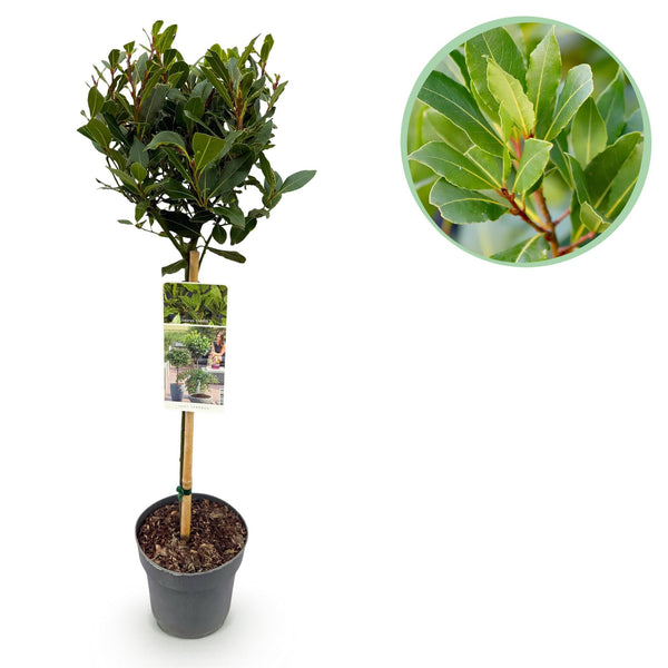 Laurier op stam - Laurus nobilis - Ø19cm - ↕90cm