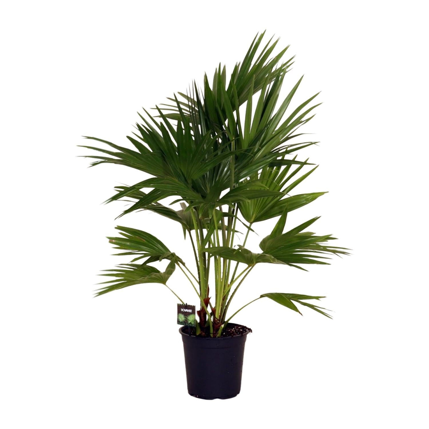 Waaierpalm - Livistona chinensis - Ø24cm - ↕100cm