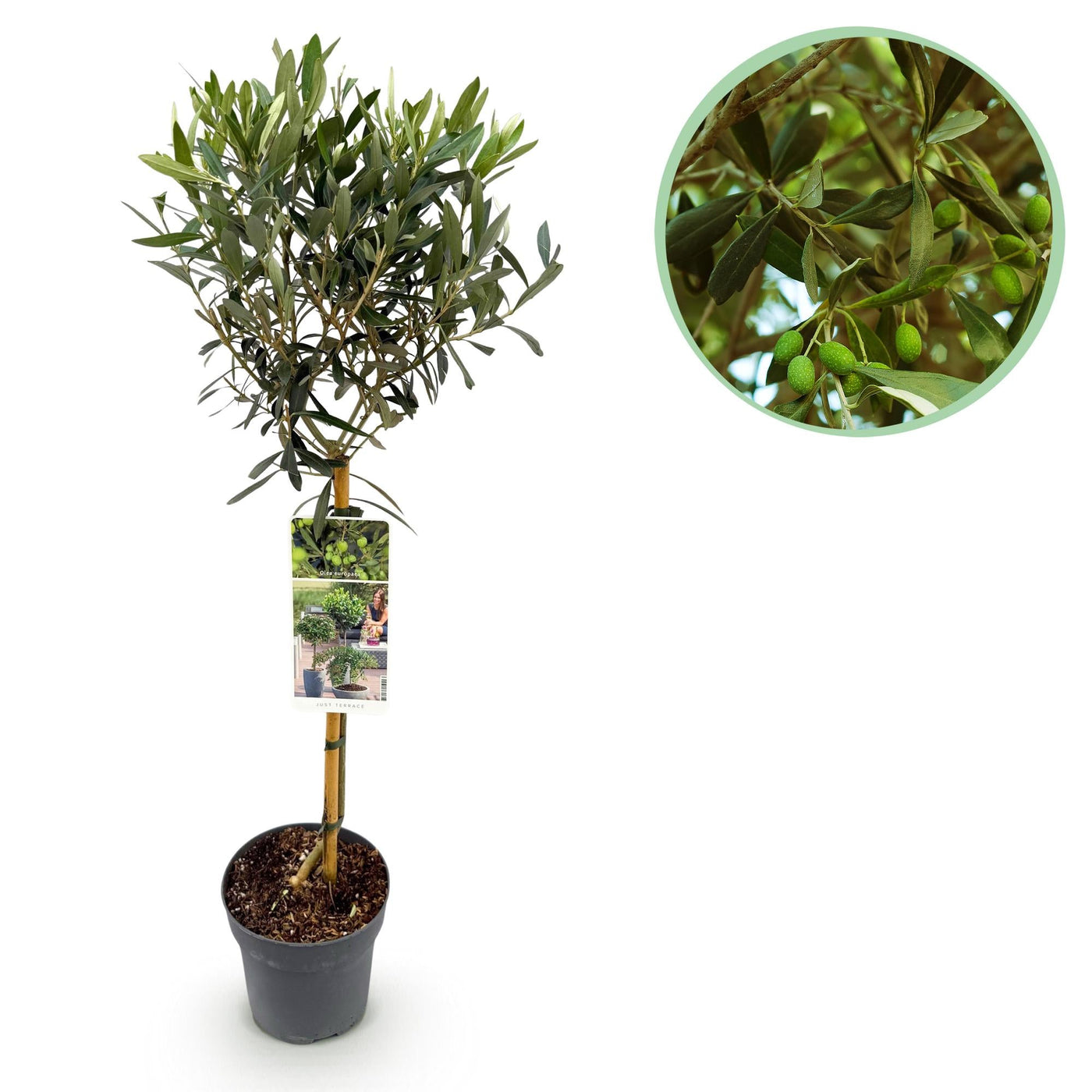 Olijfboom op stam - Olea europaea - Ø19cm - ↕90cm