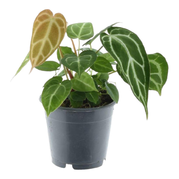 Flamingoplant - Anthurium Chrystallium - Ø12cm - ↕35cm