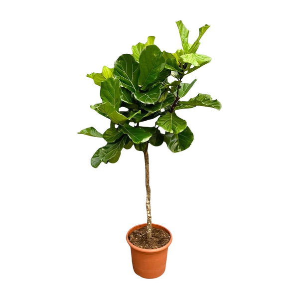 Vioolbladplant - Ficus lyrata - Ø40cm - ↕200cm