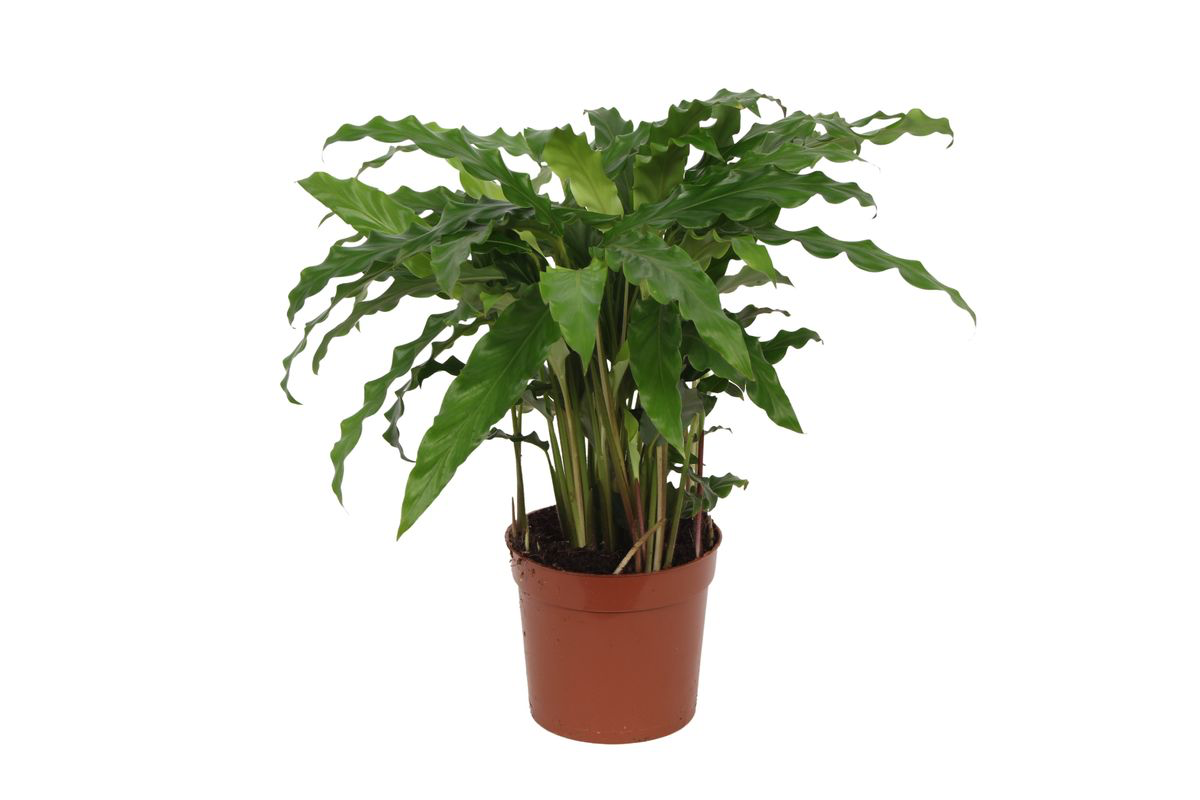 Calathea Bluegrass - Ø12cm - ↕35cm