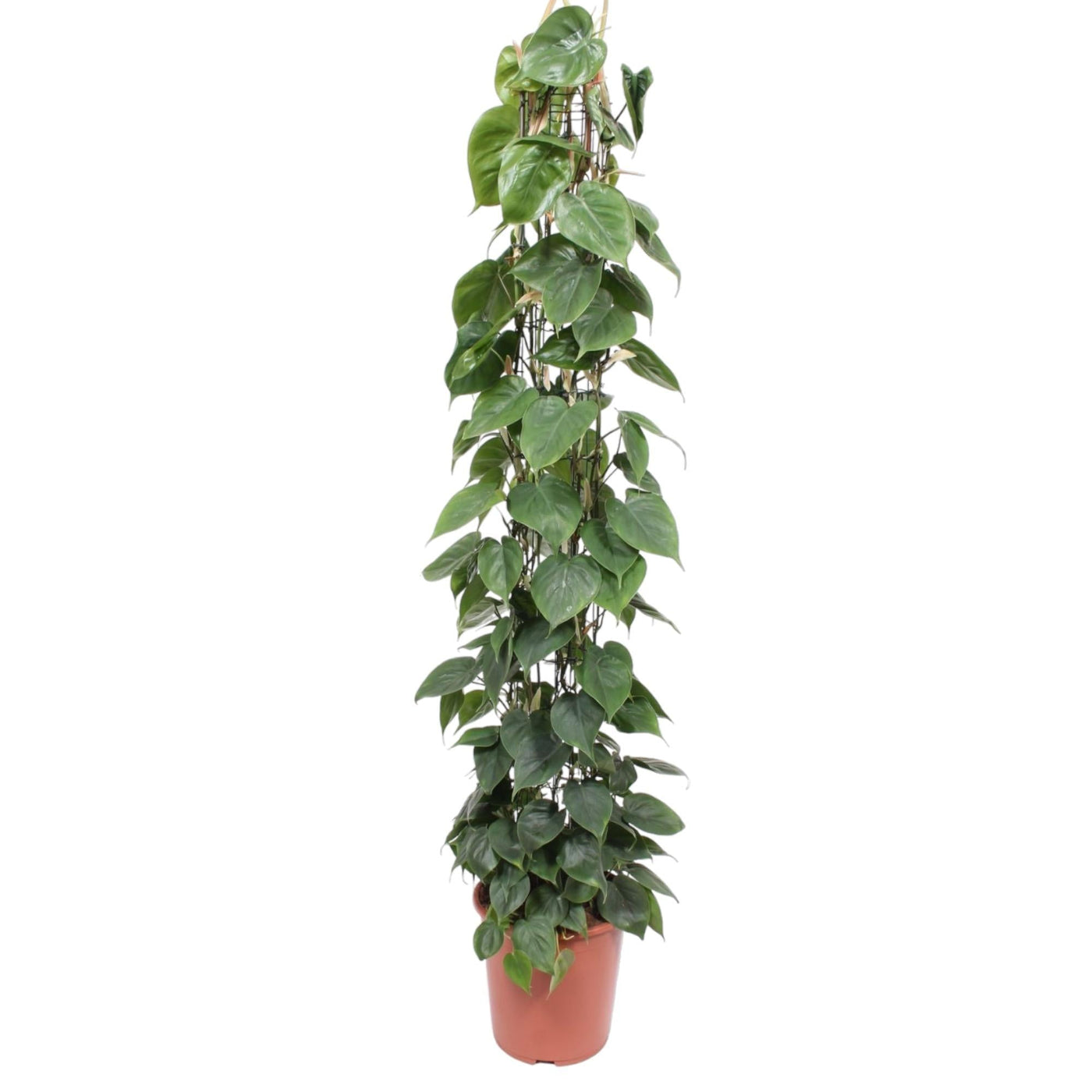 Philodendron Scandens gaasrek - Ø27cm - ↕160cm