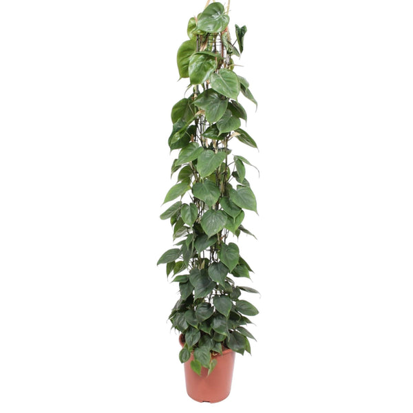 Philodendron Scandens gaasrek - Ø27cm - ↕160cm