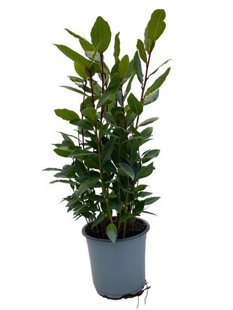 Laurier - Laurus nobilis - Ø14cm - ↕35cm