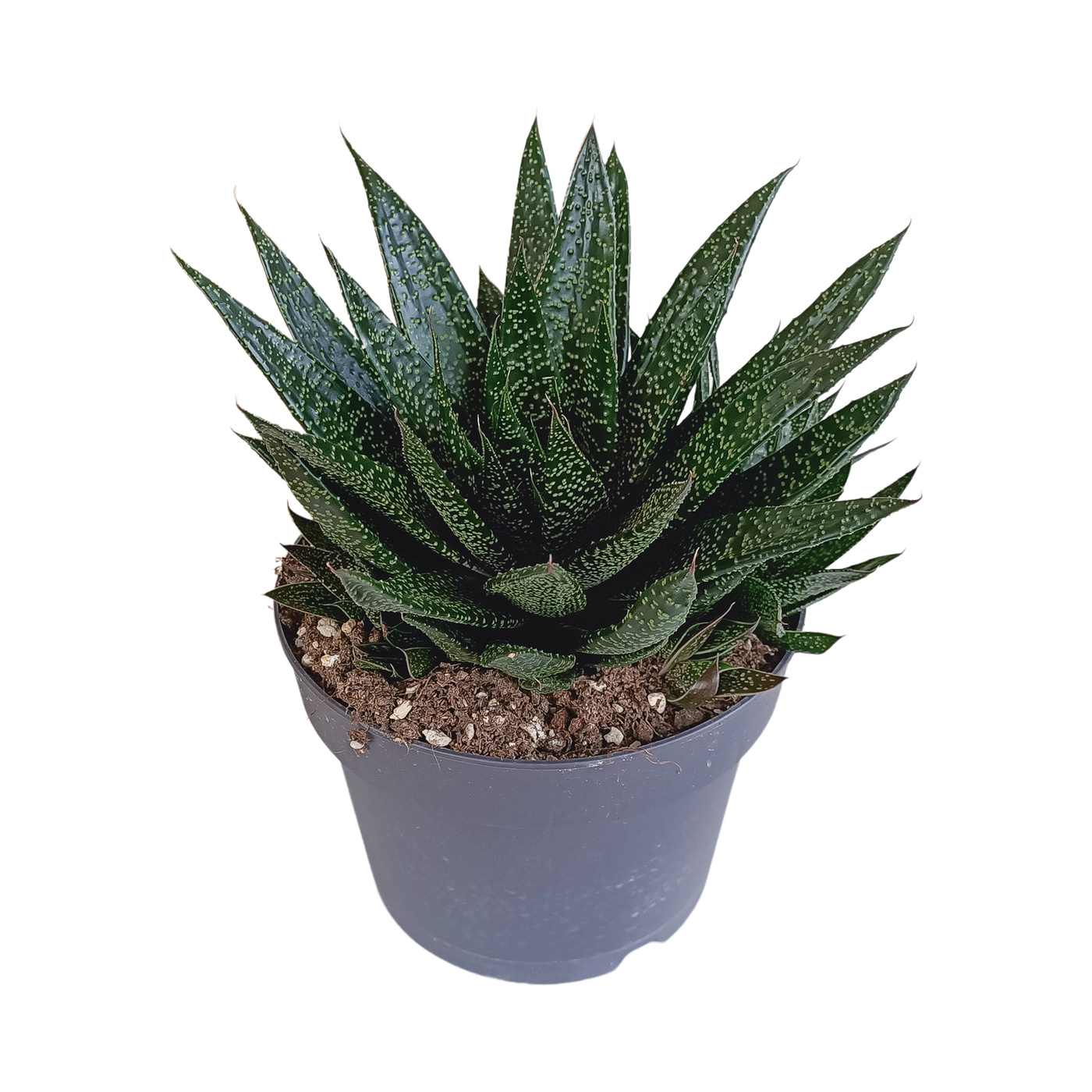 Gasteria - Gasteria 'd Due' - ↕17cm