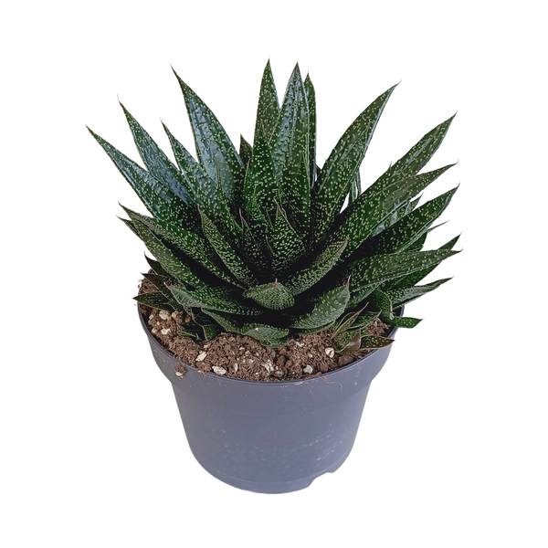 Gasteria - Gasteria 'd Due' - ↕17cm