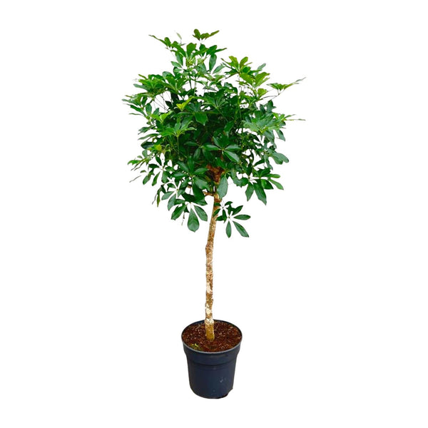 Vingerboom - Schefflera - Ø30cm - ↕170cm
