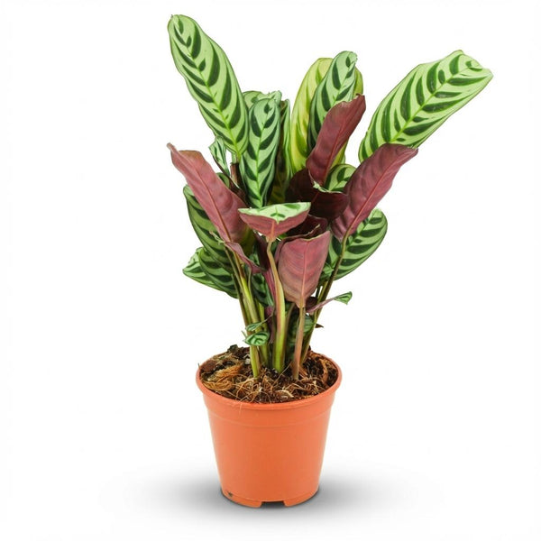 Ctenanthe Burle-Marxii - Ø14cm - ↕35-40cm