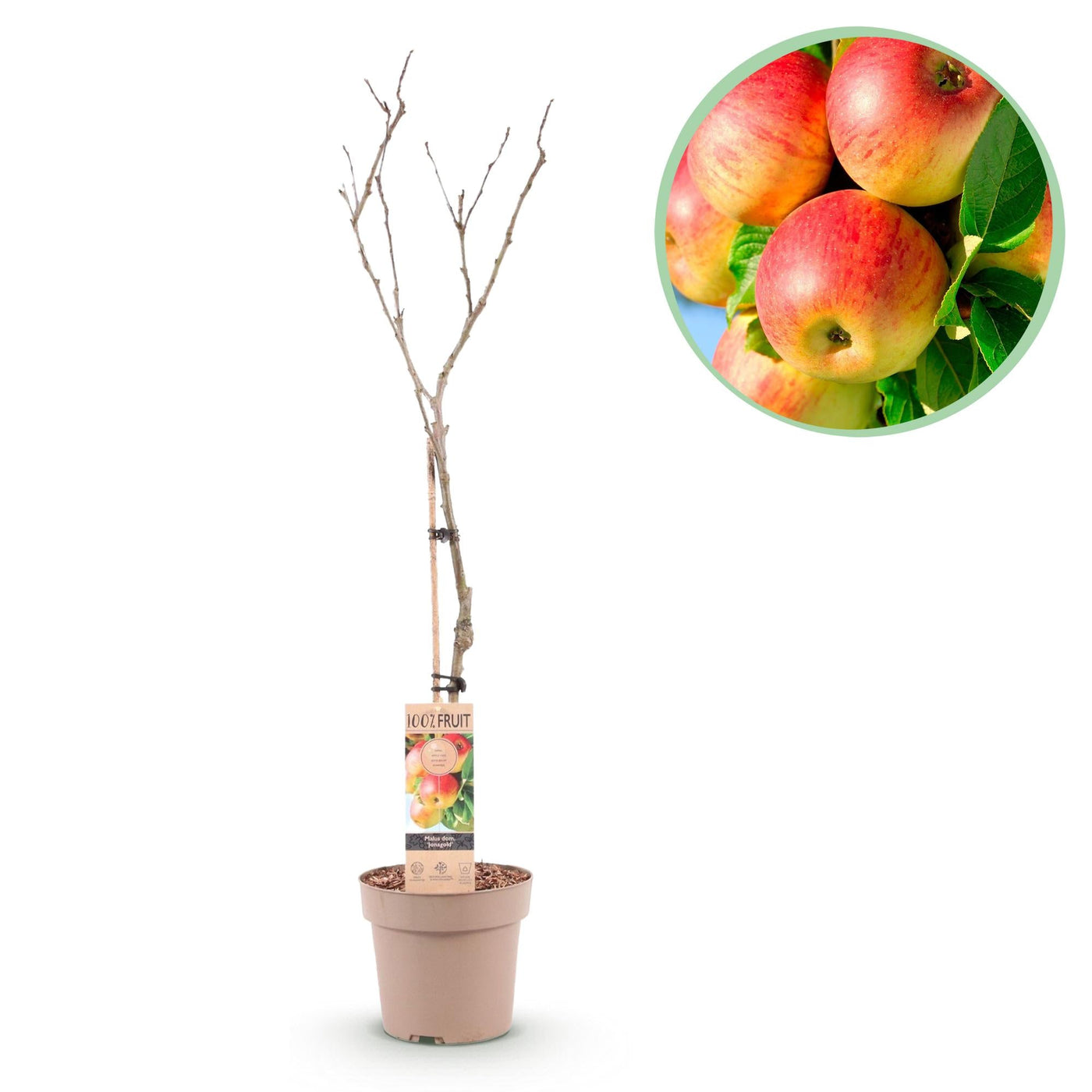 Appelboom - Malus domestica 'Jonagold' - Ø21cm - ↕90cm