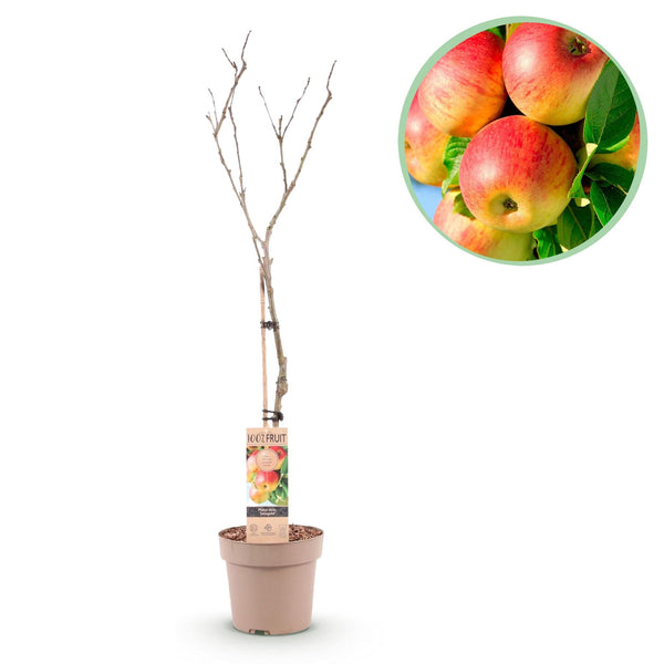 Appelboom - Malus domestica 'Jonagold' - Ø21cm - ↕90cm