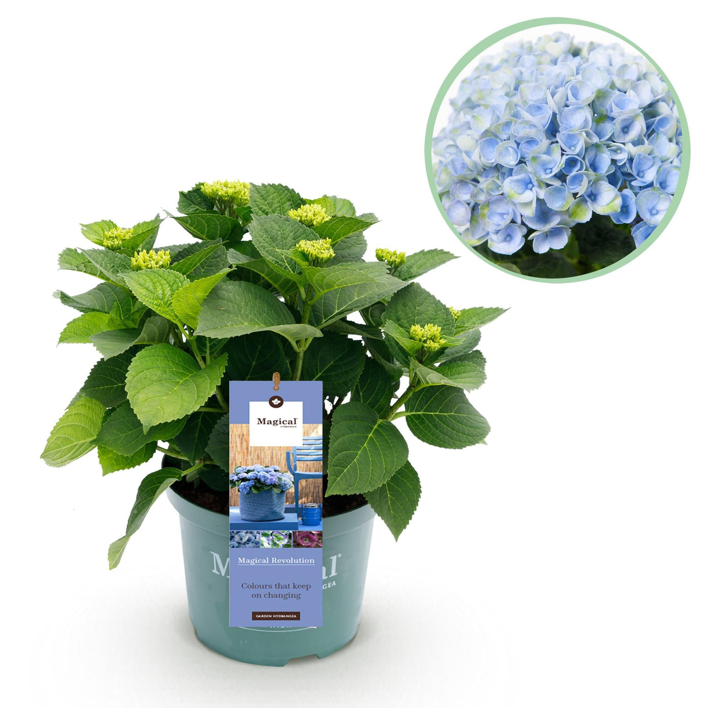 Hortensia - Hydrangea Magical Revolution Blue - blauw - Ø23cm - ↕55cm