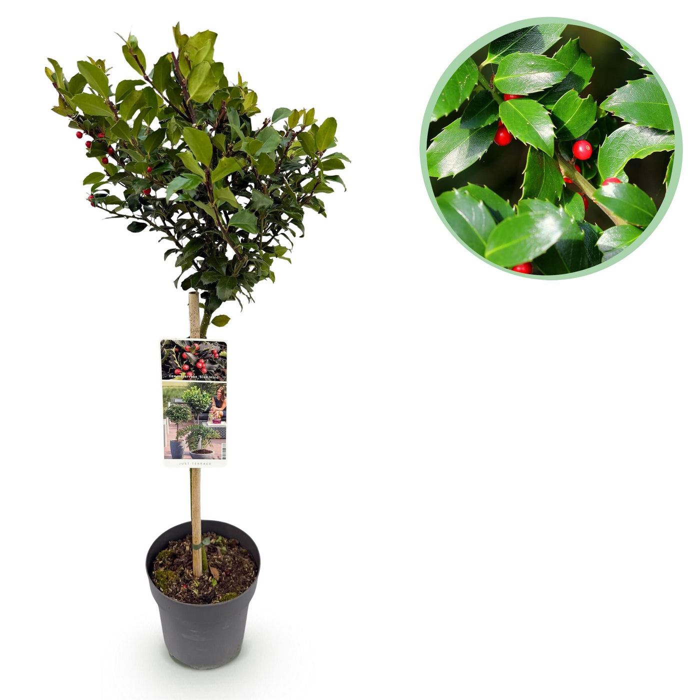 Hulst op stam - Ilex meserveae Blue Maid - Ø19cm - ↕90cm