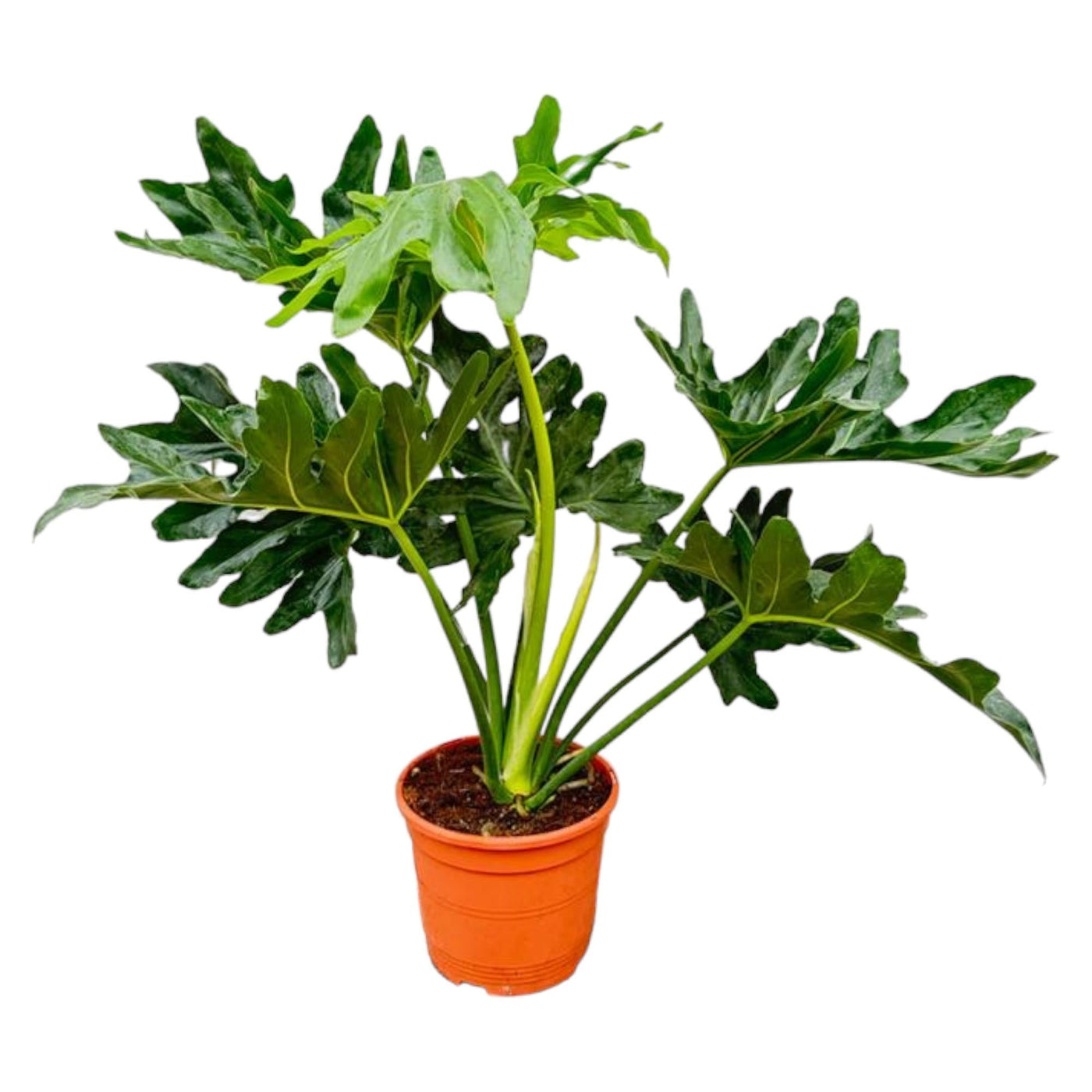 Philodendron Selloum - Ø22cm - ↕60cm