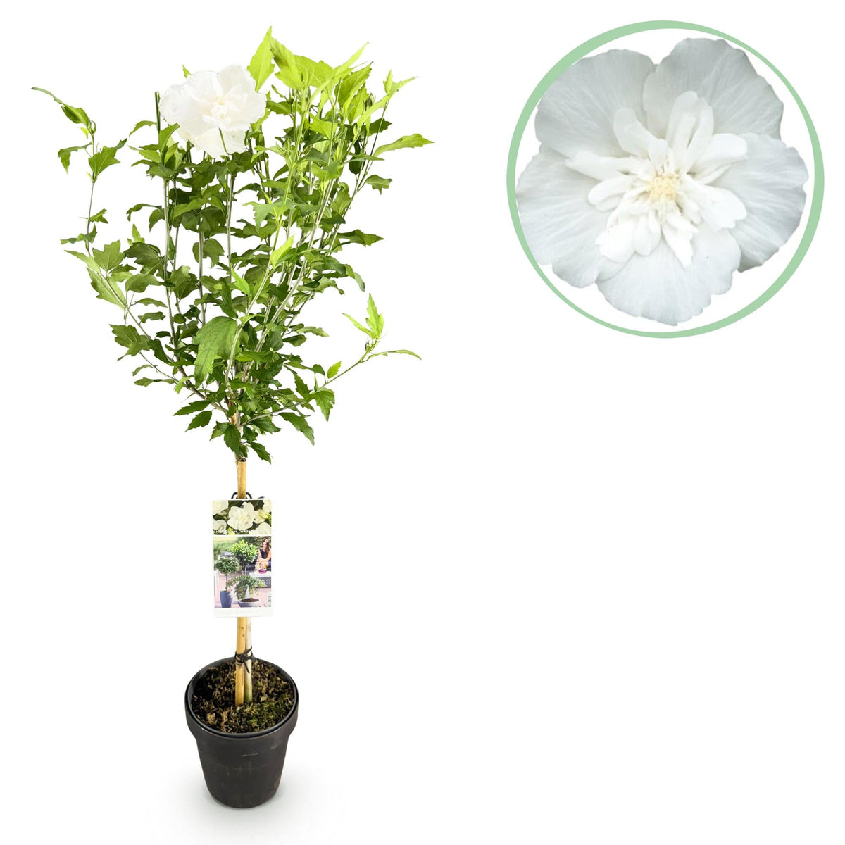 Hibiscus op stam - Hibiscus syriacus 'White Chiffon' - wit - Ø19cm - ↕90cm