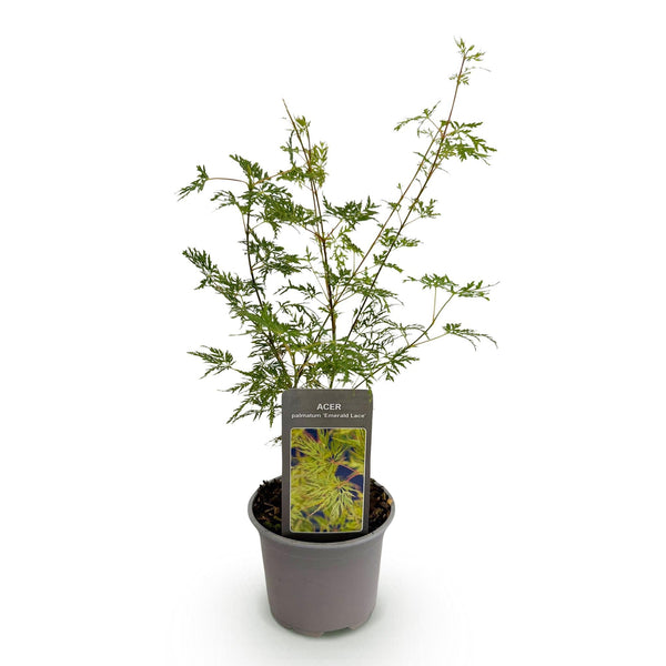 Japanse Esdoorn - Acer palmatum Emerald Lace - Ø12cm - ↕35cm