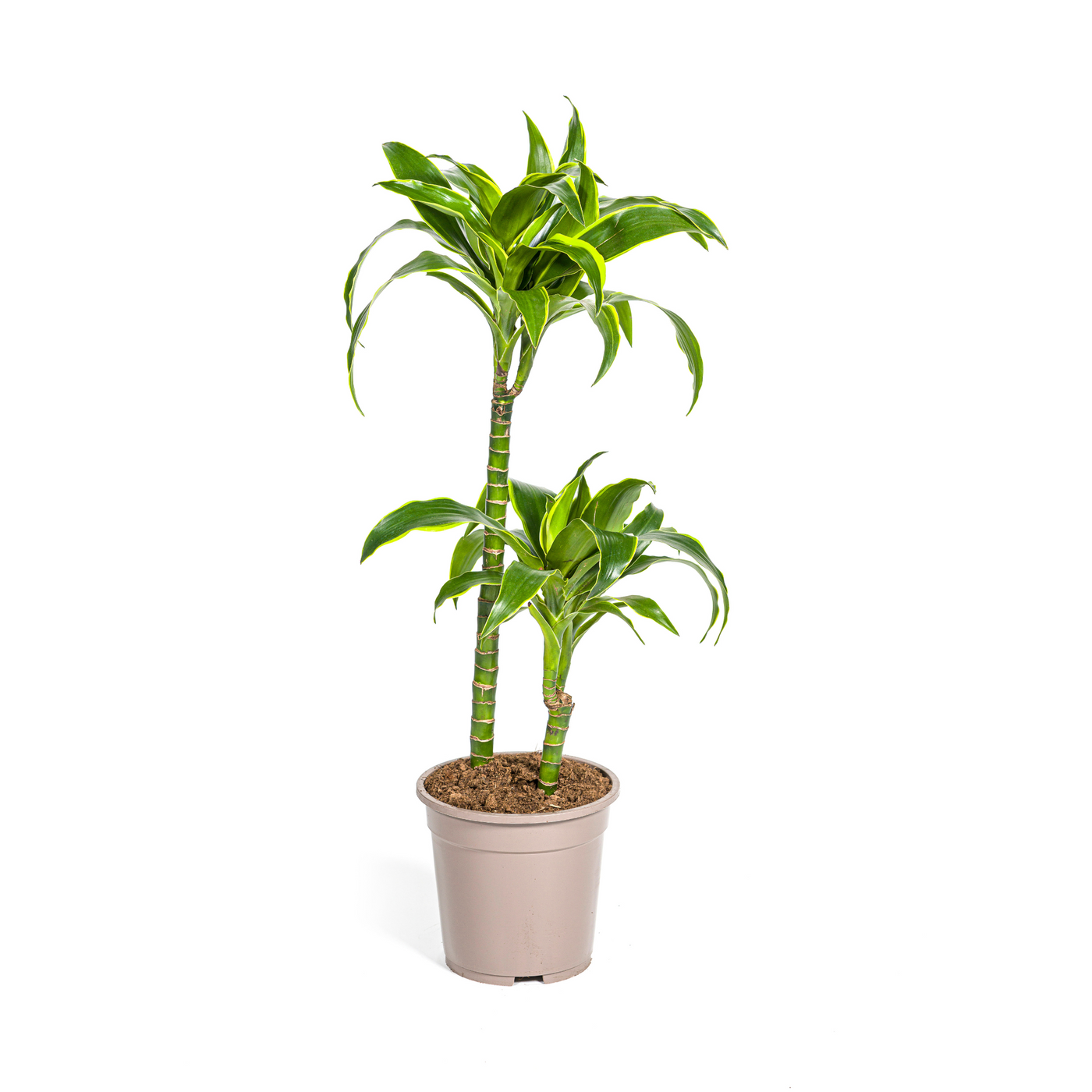 Drakenboom - Dracaena Dorado - Ø19cm - ↕80cm