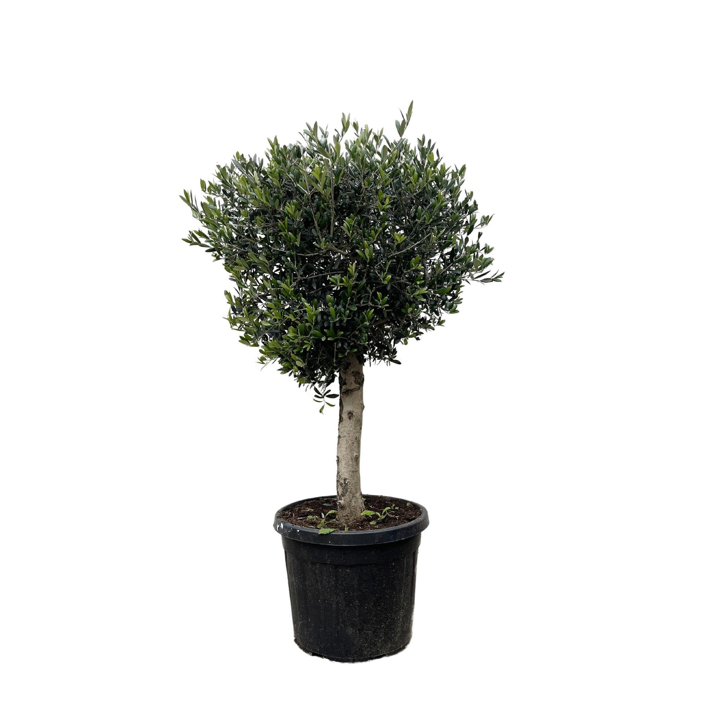 Olijfboom - Olea europaea - karakterstam - Ø50cm - ↕180cm