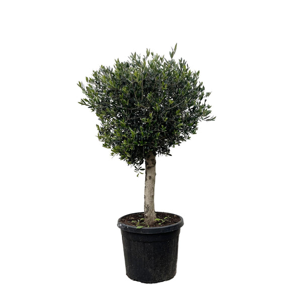 Olijfboom - Olea europaea - karakterstam - Ø50cm - ↕180cm