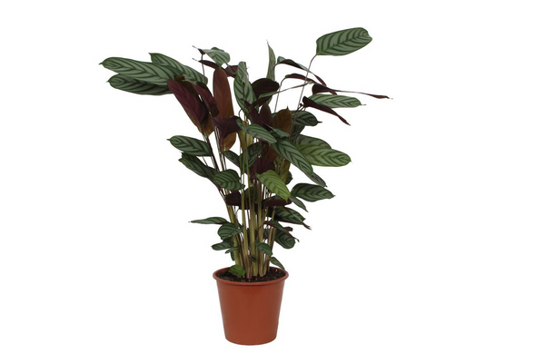 Calathea Compactstar - Ø19cm - ↕80cm