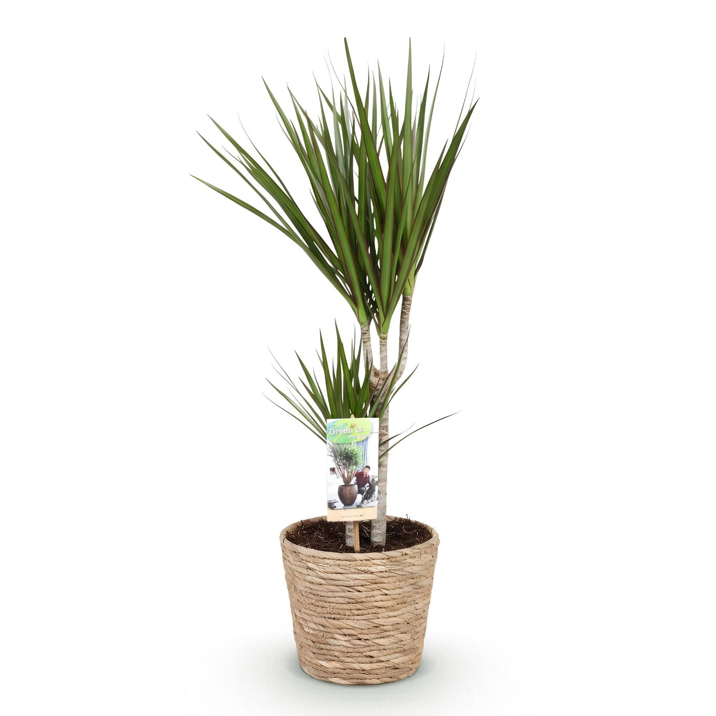 Drakenbloedboom - Dracaena marginata - incl. mand - Ø17cm - ↕70-80cm
