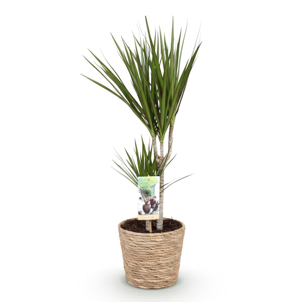 Drakenbloedboom - Dracaena marginata - incl. mand - Ø17cm - ↕70-80cm