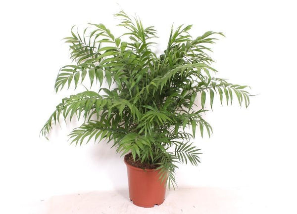 Bergpalm - Chamaedorea elegans - Ø24cm - ↕100cm