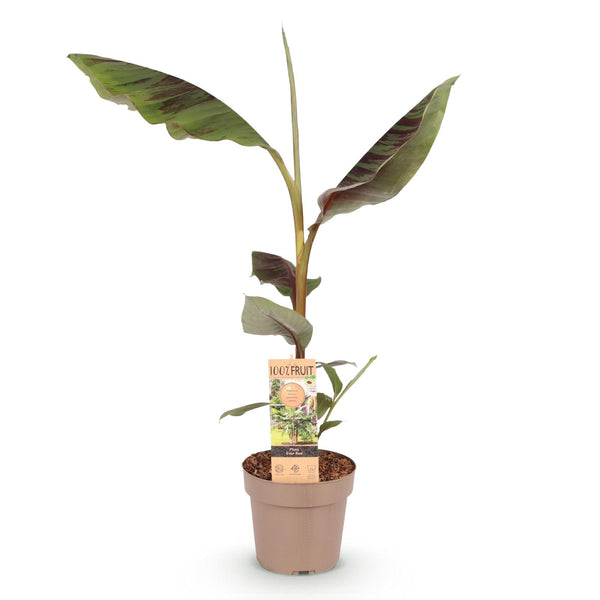 Bananenplant - Musa Ever Red - Ø21cm - ↕90cm