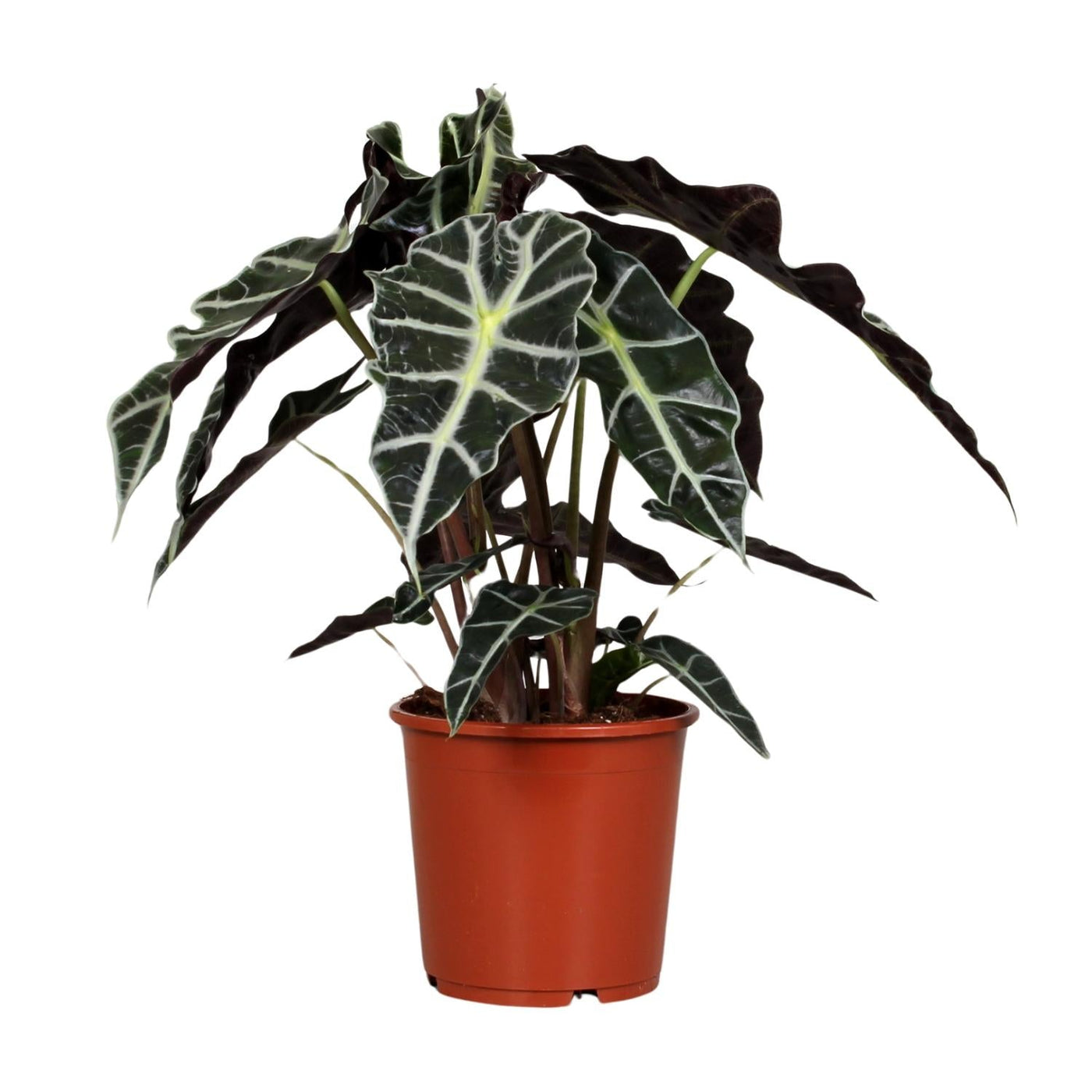 Olifantsoor - Alocasia Polly - Ø17cm - ↕45cm
