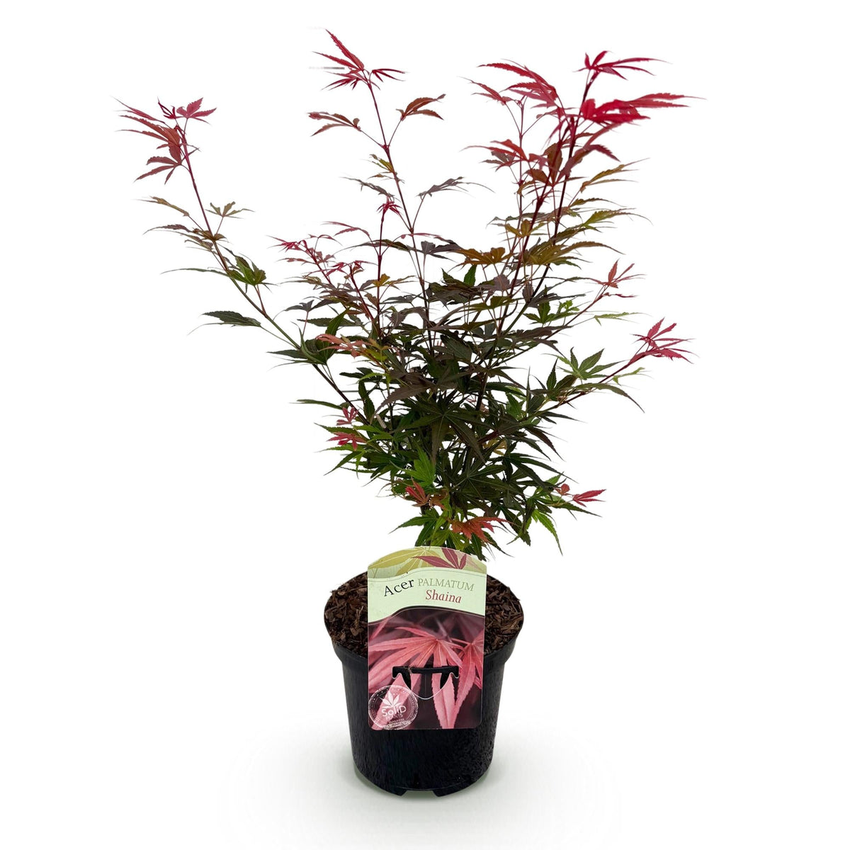 Japanse Esdoorn - Acer palmatum Shaina - Rood - Ø19cm - ↕70cm