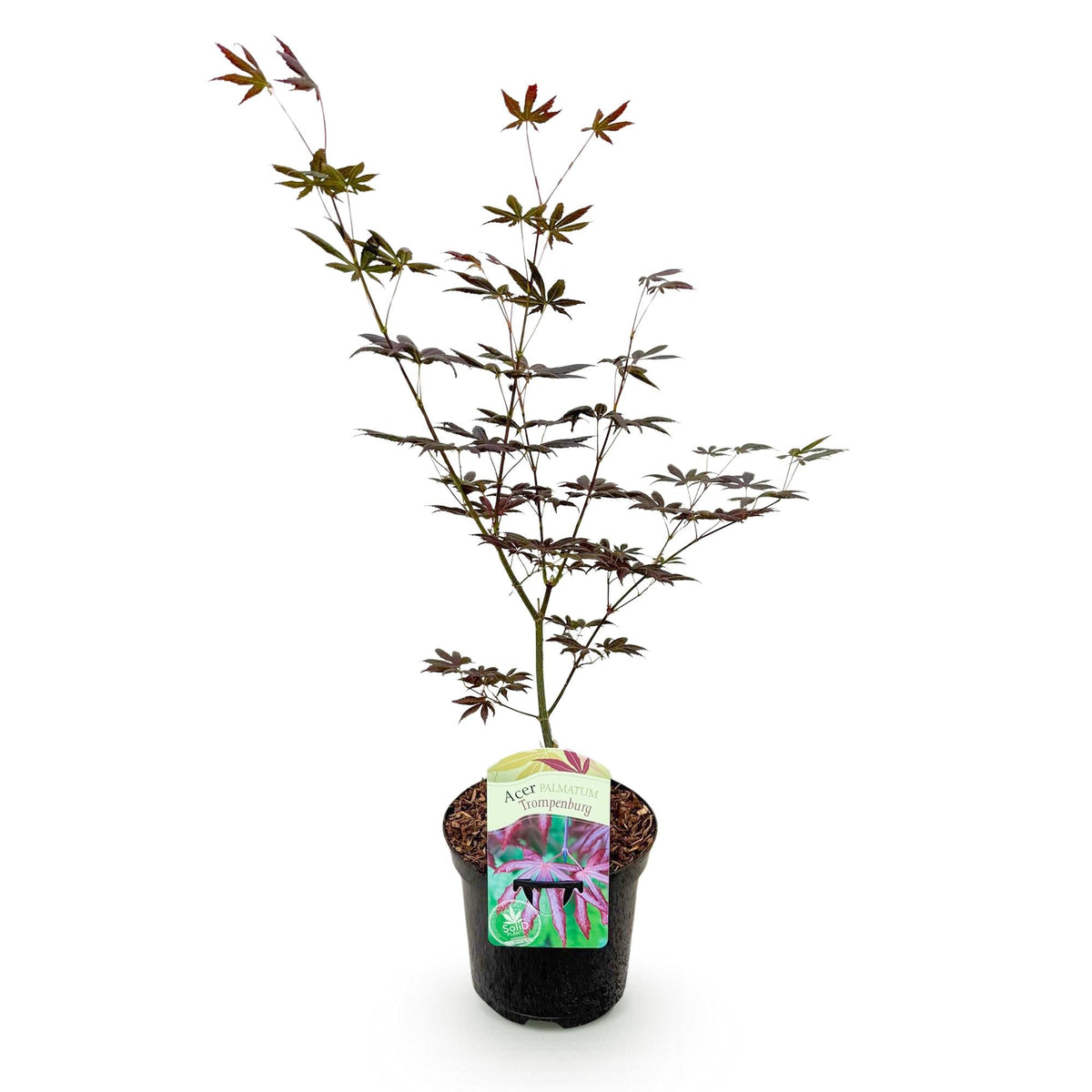 Japanse Esdoorn - Acer palmatum Trompenburg -Donker Paars - Ø19cm - ↕70cm