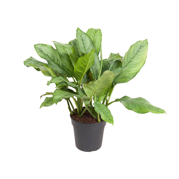 Aglaonema B.J