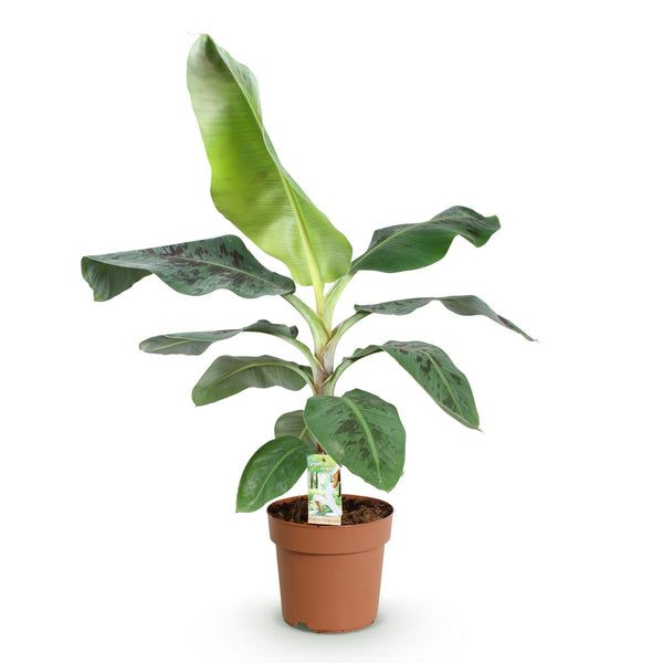 Bananenplant - Musa acuminata Dwarf Cavendish - Ø21cm - ↕70-75cm