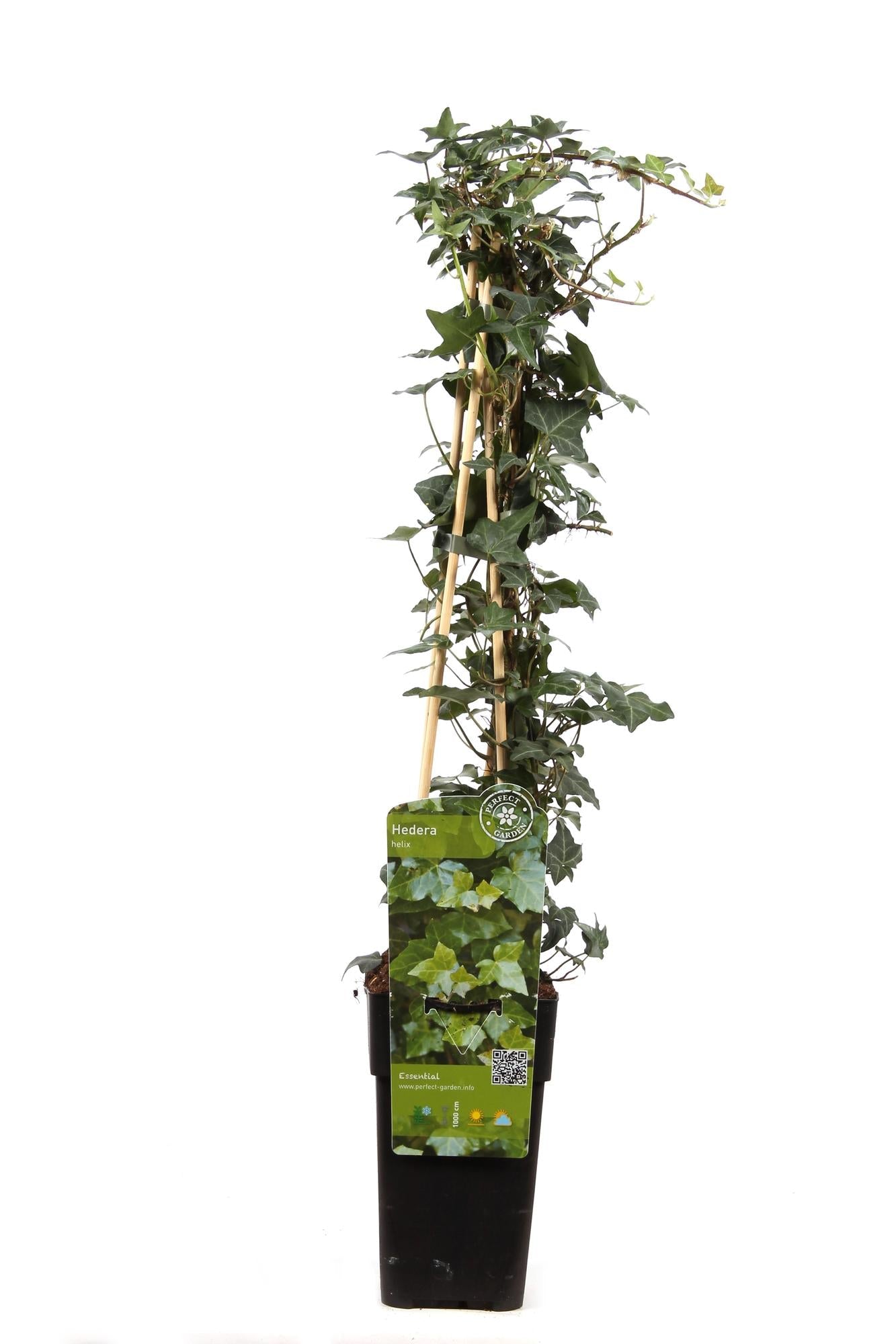 Klimop - Hedera helix - Ø15cm - ↕65cm