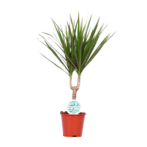 Drakenbloedboom - Dracaena marginata - Ø14cm - ↕55cm