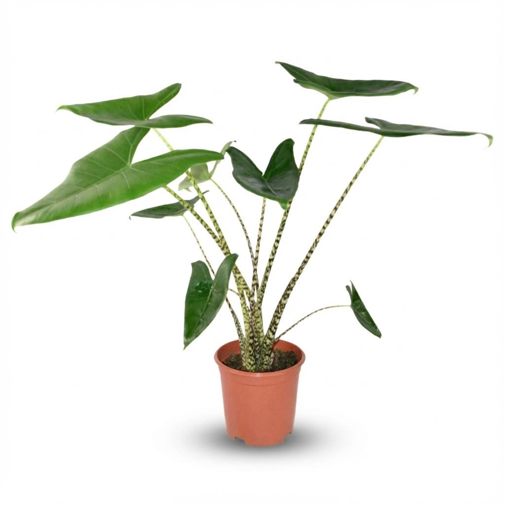 Olifantsoor - Alocasia zebrina - Ø21cm - ↕70-75cm