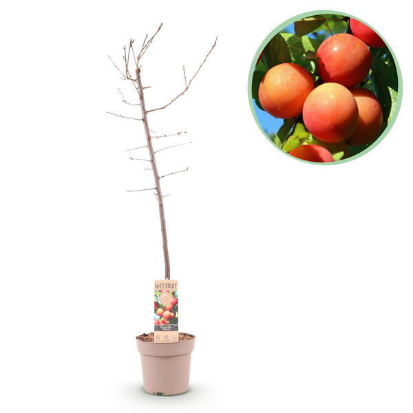 Pruimenboom - Prunus domestica 'Victoria' - Ø21cm - ↕90cm
