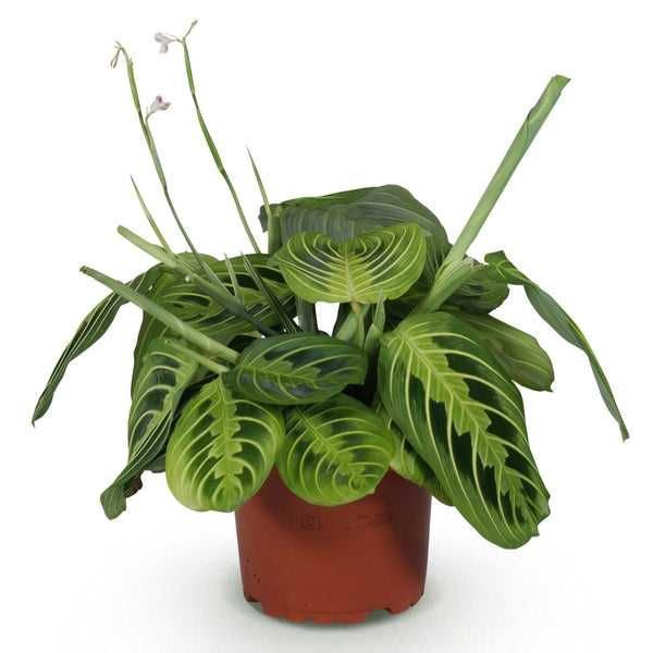 Gebedsplant - Maranta Fascinator Lemon Lime - Ø12cm - ↕25cm