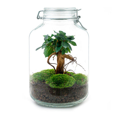 Ficus Ginseng bonsai - ↕28cm