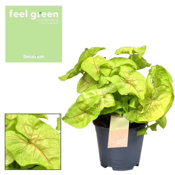 Pijlblad - Syngonium Golden Feel Green - Ø14cm - ↕30cm