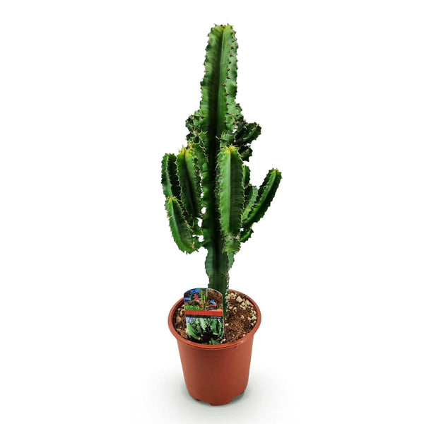Afrikaanse melkboom - Euphorbia eritrea - Ø17cm - ↕60cm
