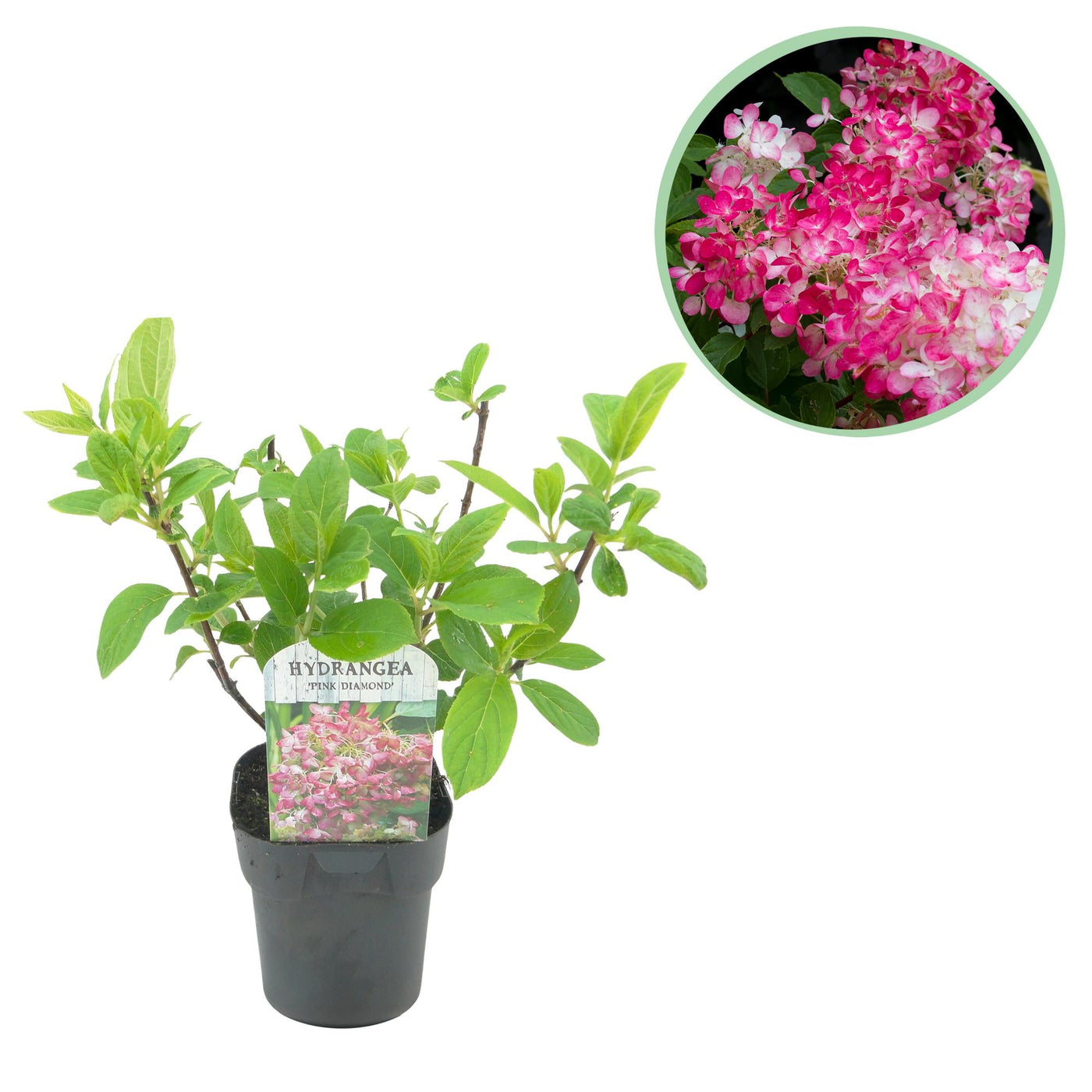 Hortensia - Hydrangea paniculata Pink Diamond - wit roze - Ø17cm - ↕50cm