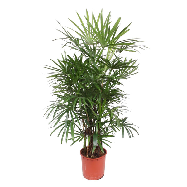 Rijststrootpalm - Rhapis excelsa - Ø34cm - ↕190cm