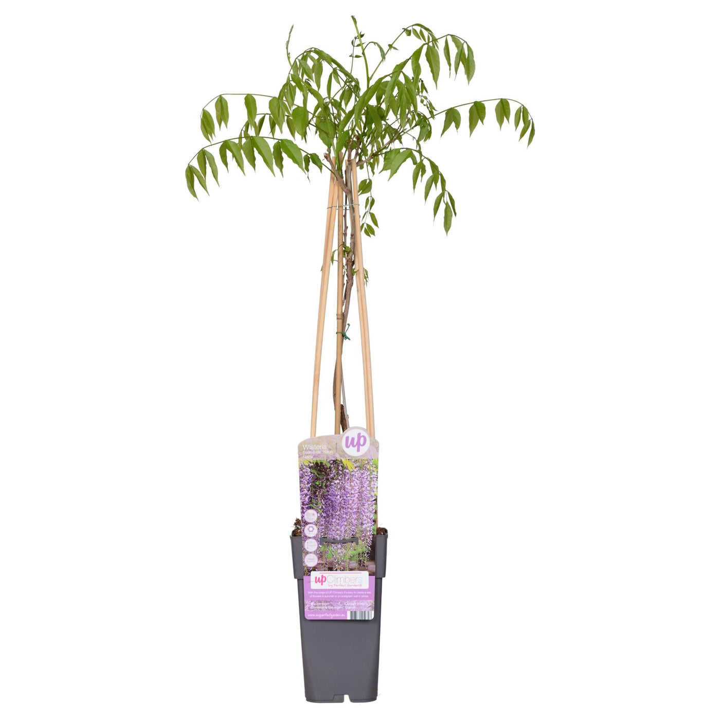 Blauwe regen - Wisteria floribunda 'Naga Noda' - Ø15cm - ↕65cm